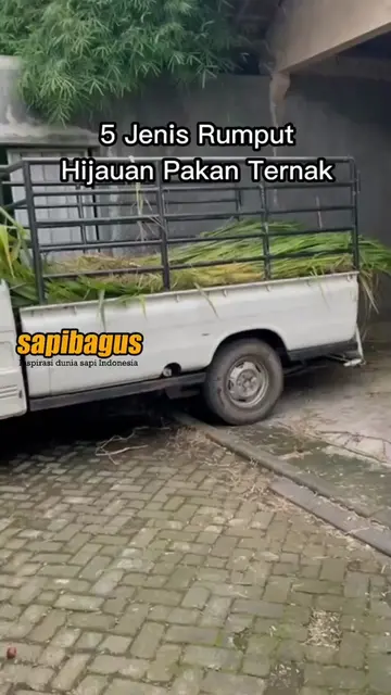 5-Jenis-Rumput-Hijauan-Pakan-Ternak-